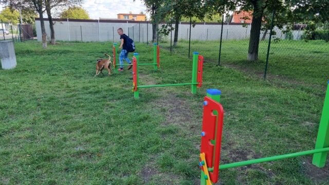 Zdjęcie przedstawia zabawy psa z właścicielem na wybiegu dla psów w Pleszewie w pobliżu ulicy Warneńczyka